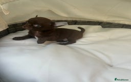 Chihuahua dogs for sale: Beautiful chocolate Chihuahua boys - Image 6