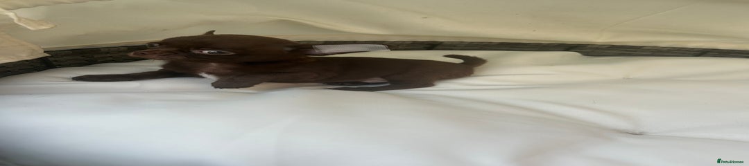 Male smooth coat 