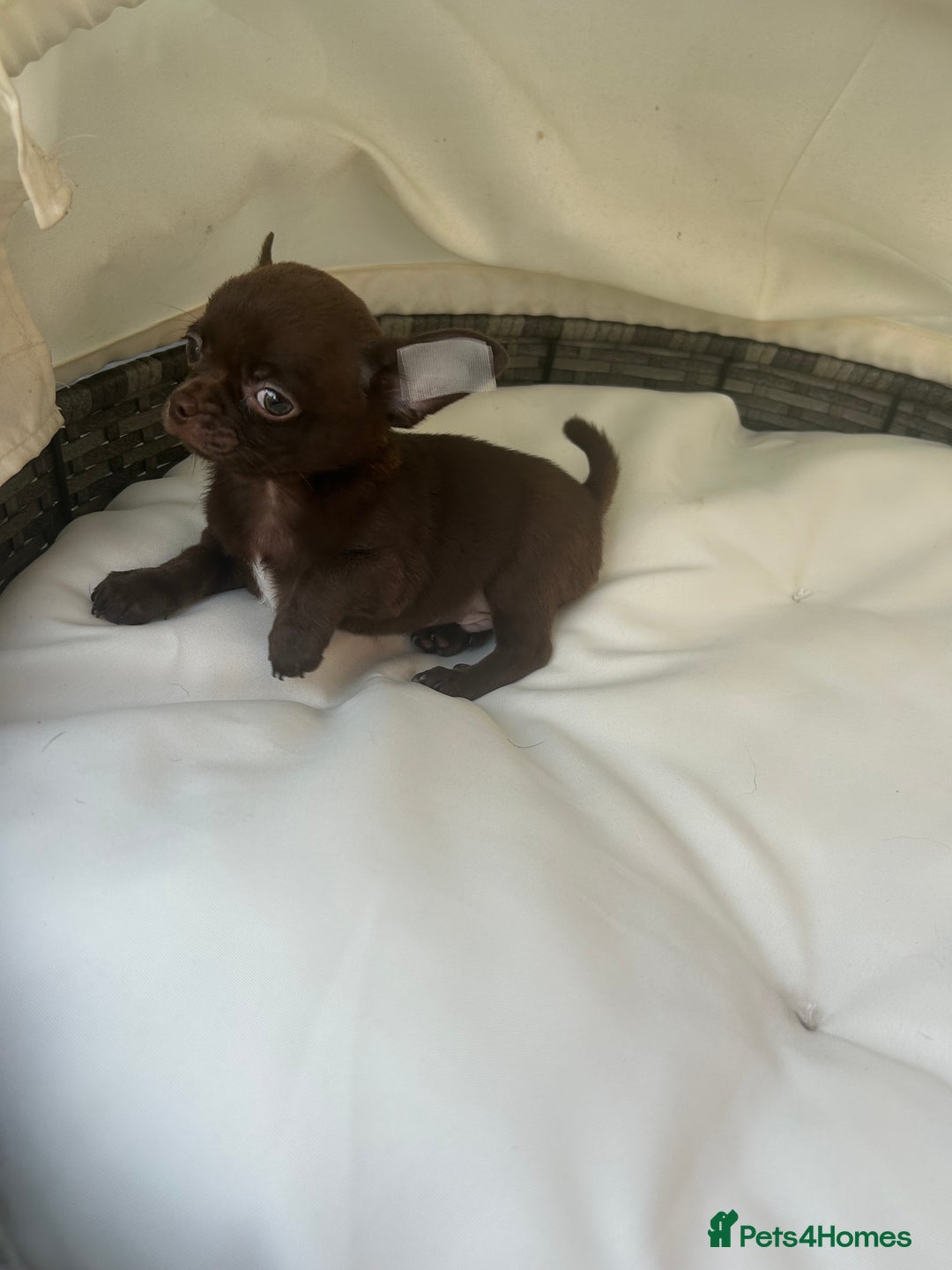 Chihuahua dogs for sale: Beautiful chocolate Chihuahua boys - Image 6