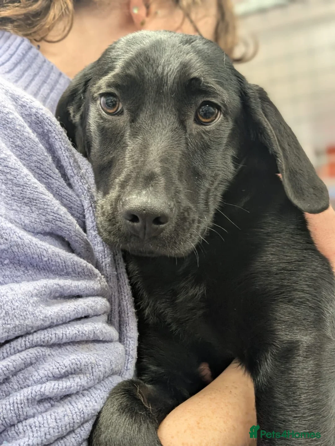 Mixed Breed dogs for adoption: Spike - In Aye Looking for a Home  - Advert 4