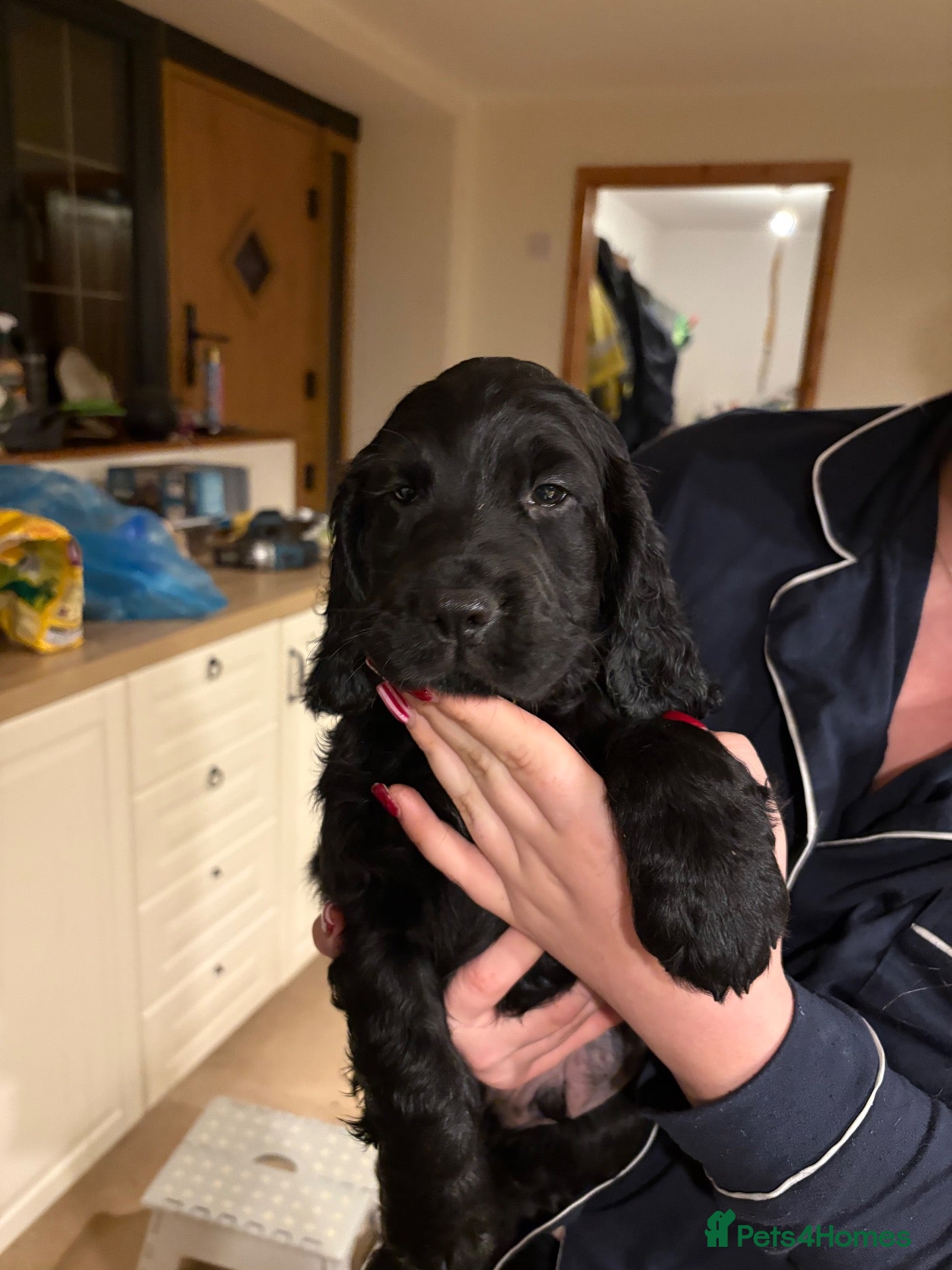 Cocker Spaniel dogs 2 gorgeous boy pups  - Advert 18