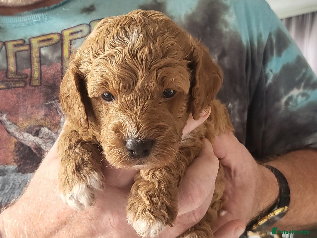 Cavapoo dogs for sale: Cavapoo Puppies for Sale F1B £950 - Image 1