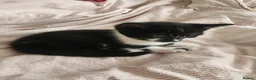 Mixed Breed cats for sale: 2 new born kittens in Enfield - Advert 7