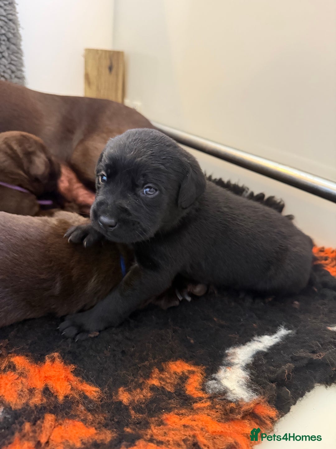 Labrador Retriever dogs for sale: Stunning KC REG Fully health tested Labradors - Image 7