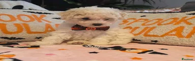 Bichon Frise 1