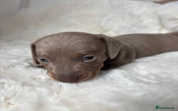 Miniature Dachshund dogs for sale: Miniature Dachshund Puppies  - Image 14
