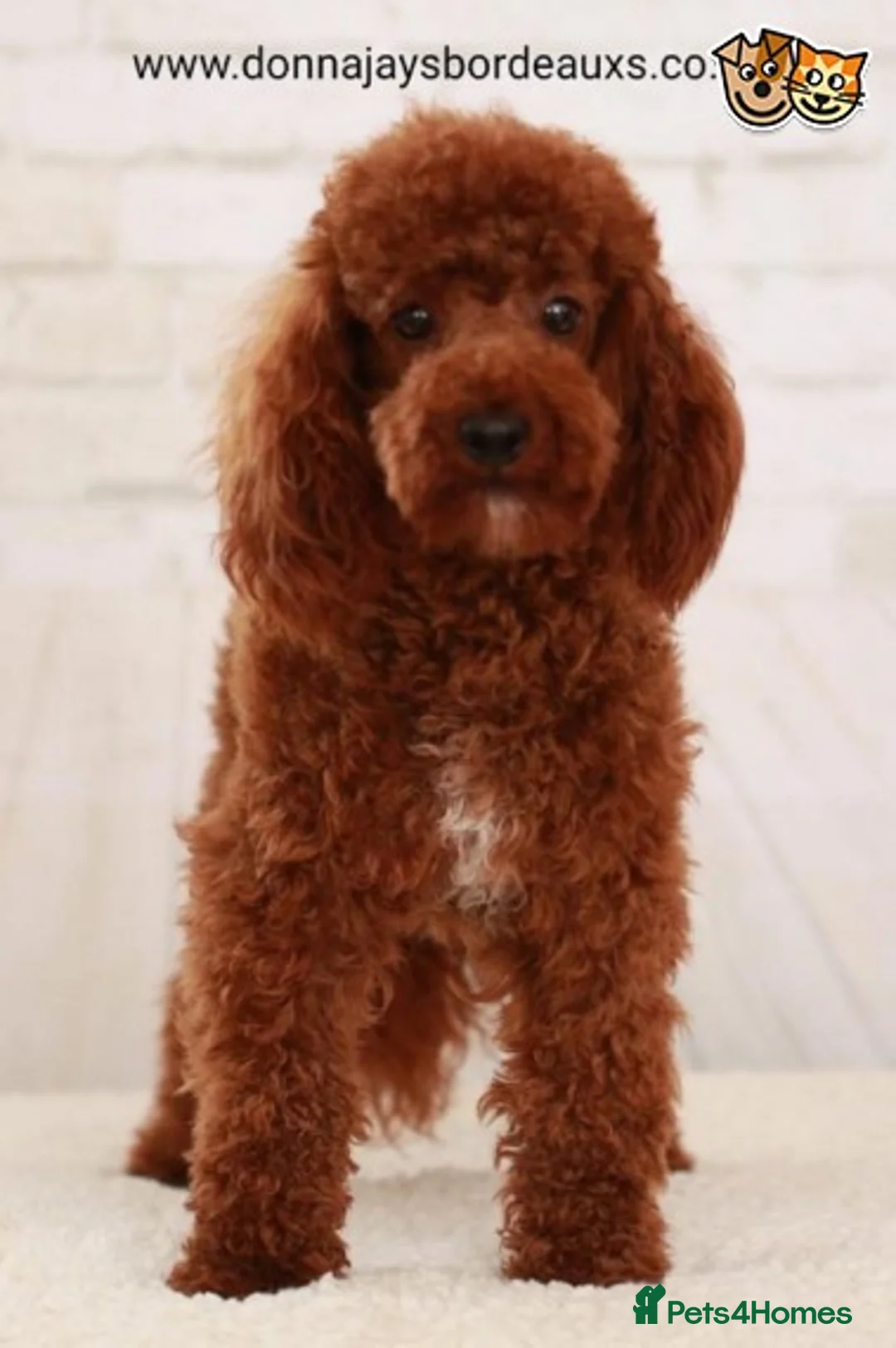 Maltese dogs for stud: Donnajays 5* PROVEN, HEALTH TESTED & PROFESSIONAL in Stafford - Advert 5