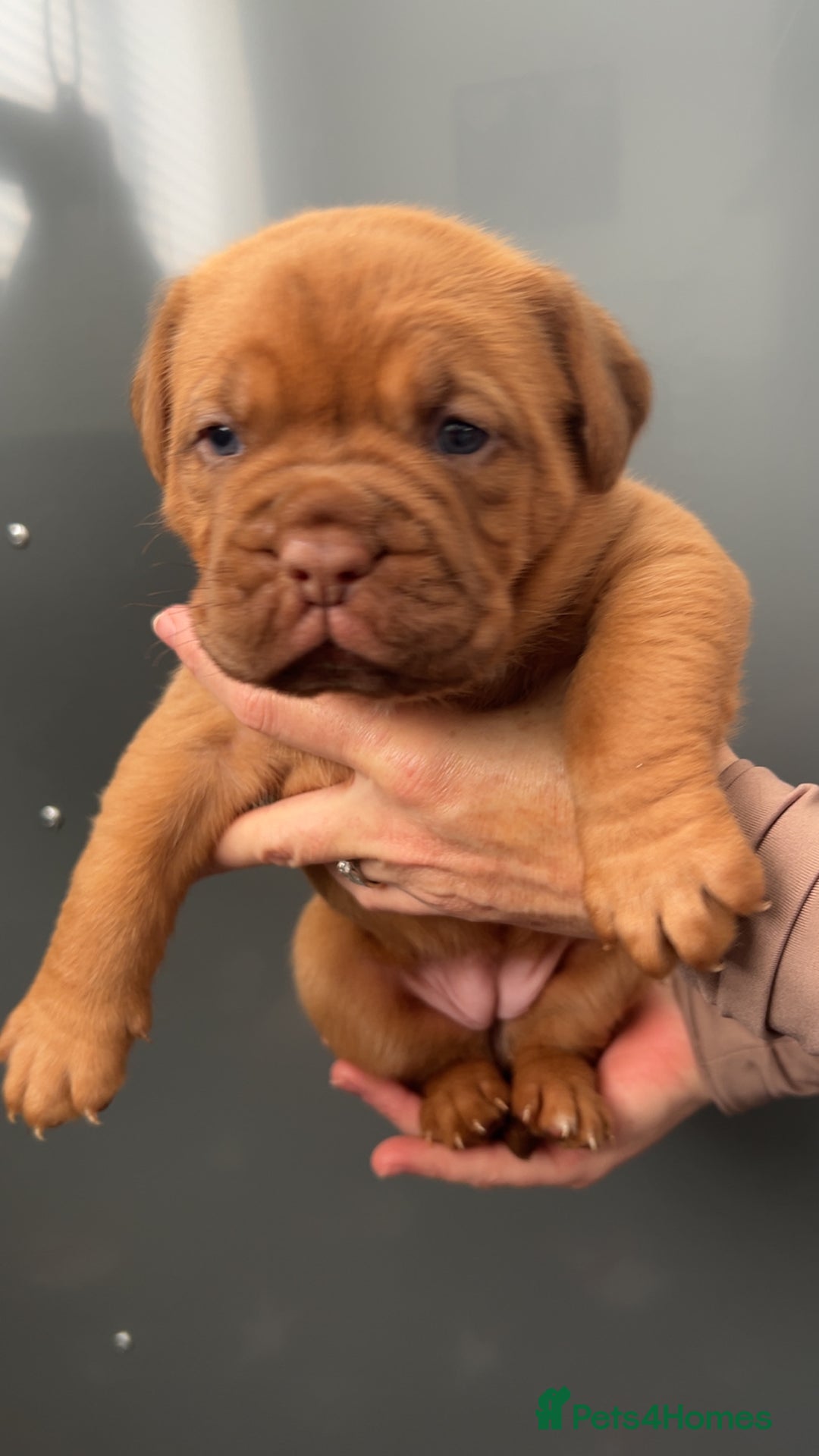 Dogue De Bordeaux dogs for sale: Chunky kc registered dogue de Bordeaux puppies - Advert 34