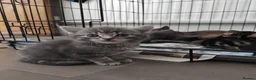 Domestic Shorthair cats for sale: Kittens for sale - Advert 3