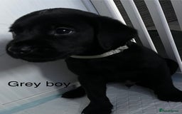 Labrador Retriever dogs for sale: Beautiful KC registered Labrador puppies - Image 3