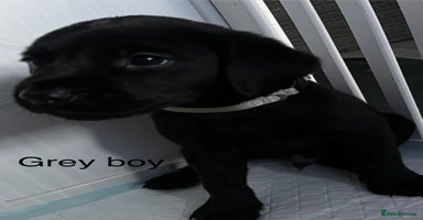 Labrador Retriever dogs - Advert 1