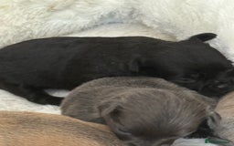 Chug dogs for sale: 6 beautiful chug puppies for sale ❤️ - Image 17
