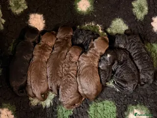 Cockapoo dogs F2 Miniature Cockapoos - Advert 10