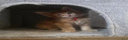 Maine Coon cats for sale: Maine Coon Red Tabby Gingers - Advert 10