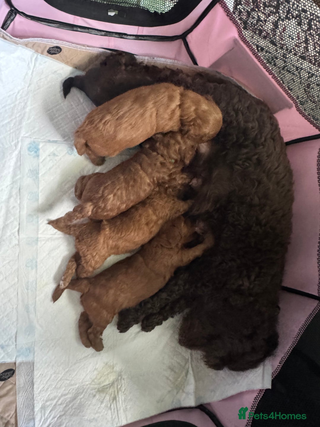 Cockapoo dogs for sale: Gorgeous Cockerpoo F1b - Image 13
