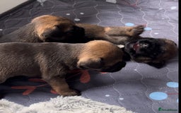 Border Terrier dogs for sale: Slem clear KC Registered  Border Terriers  - Image 12