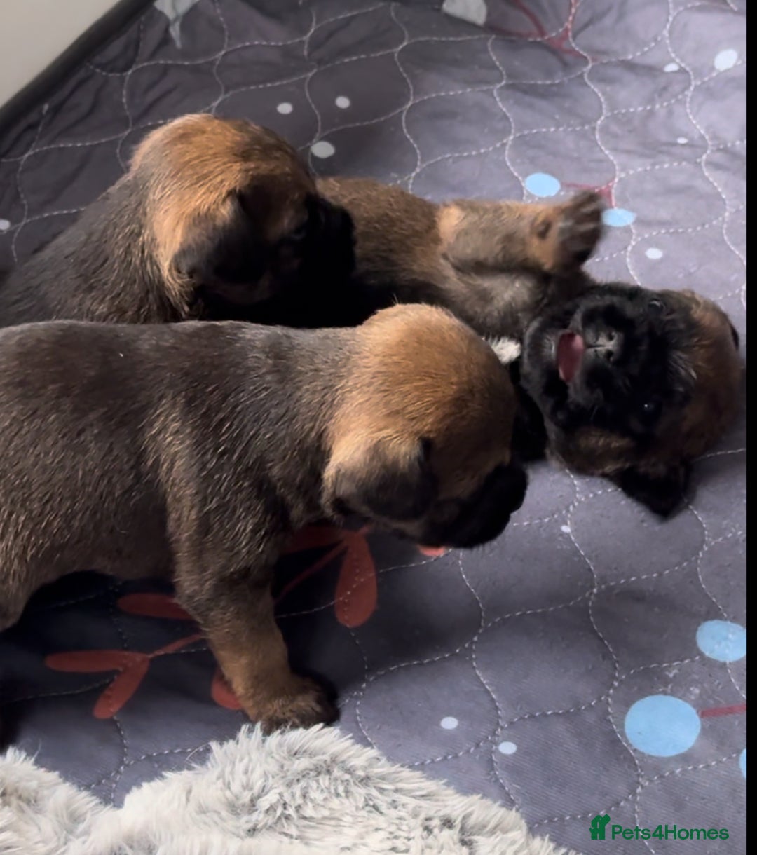 Border Terrier dogs for sale: Slem clear KC Registered  Border Terriers  - Image 12