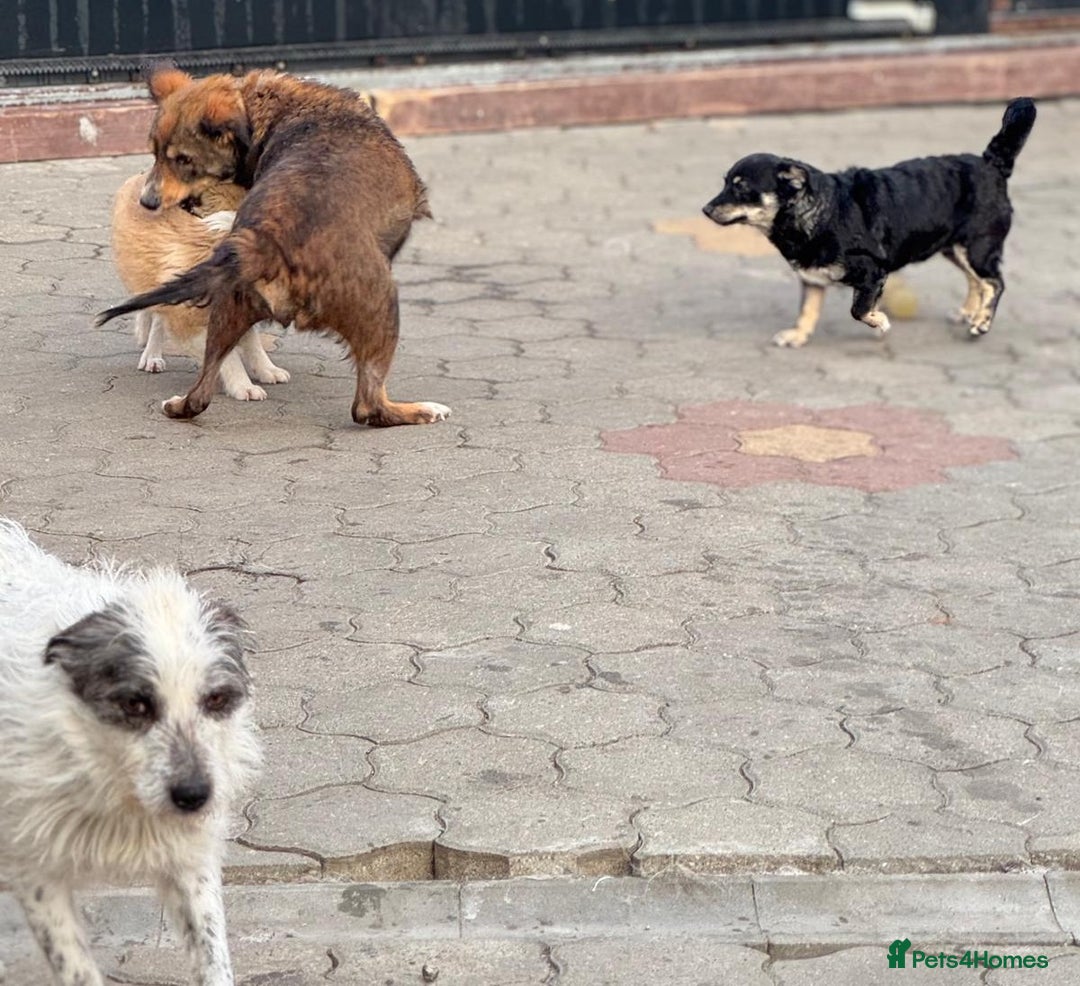Mixed Breed dogs for adoption: OBI - a Lovely little young boy for a Loving Home - Advert 27