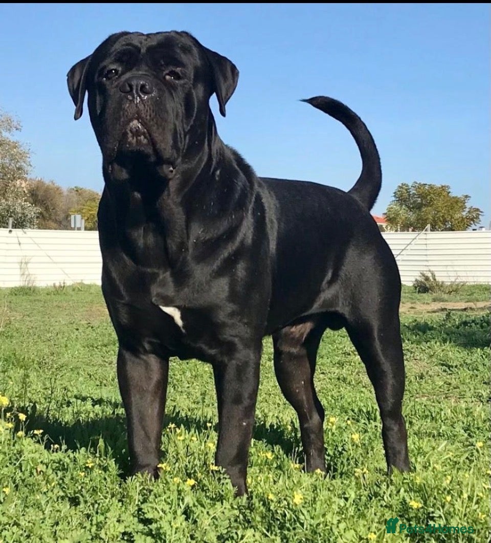 Cane Corso dogs Adult Male Cane Corso - Advert 5