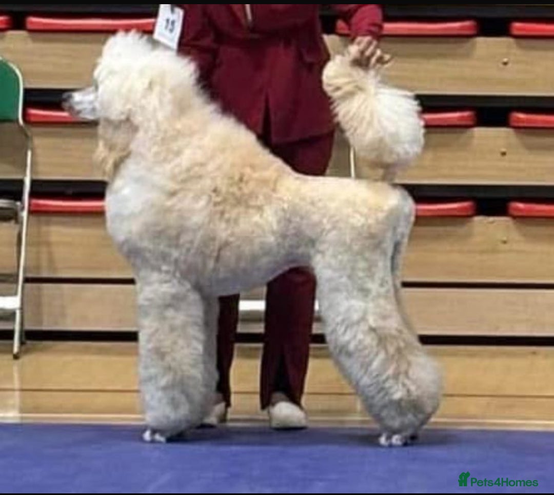 Standard Poodle dogs for sale: 1 KC Black standard poodle puppy - Advert 8