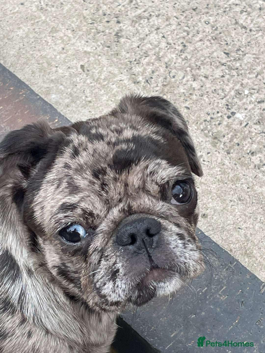 Pug dogs for sale: Beautiful female Pug - Image 12