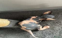 Sphynx cats for sale: Amazing colour Sphynx - Image 21