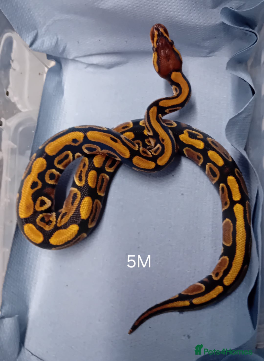 Python Snake reptiles for sale: Hatchling Male Royal Python's  - Advert 12