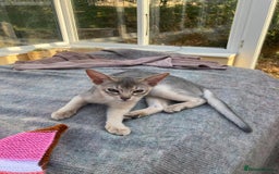 Abyssinian cats for sale: Beautiful Pedigree Abyssinian kitten - Image 3