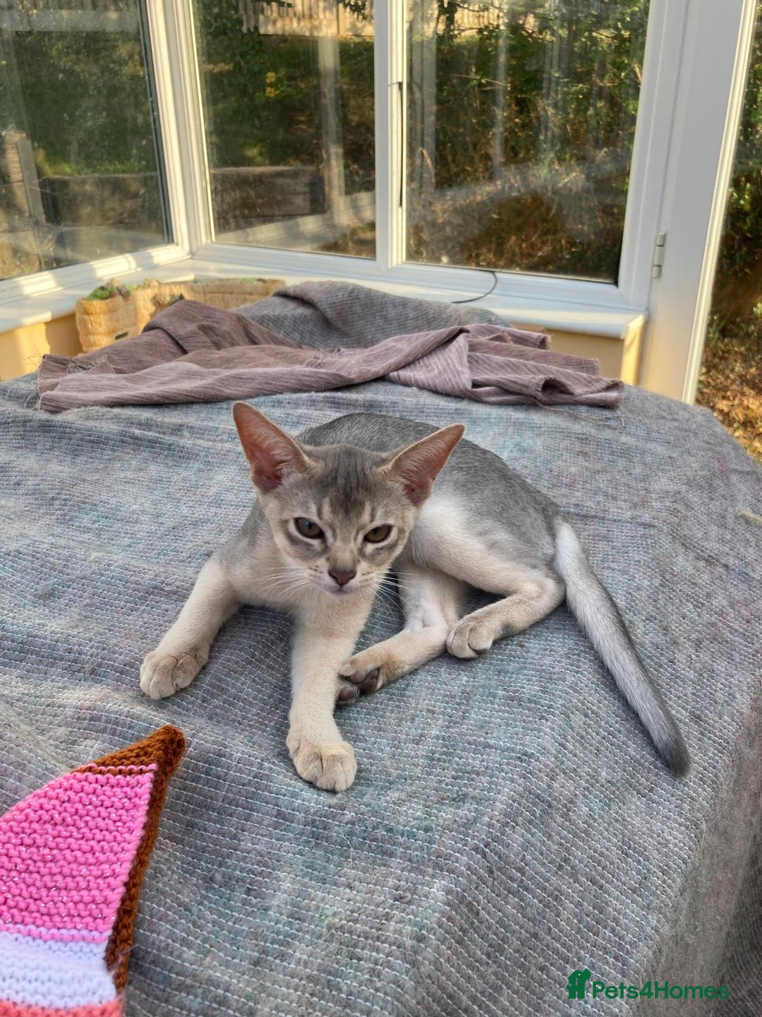 Abyssinian cats for sale: Beautiful Pedigree Abyssinian kitten - Image 3