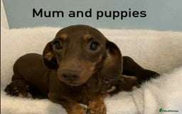 Mixed Breed dogs for sale: Adorable Doxipoo puppies  - Image 9