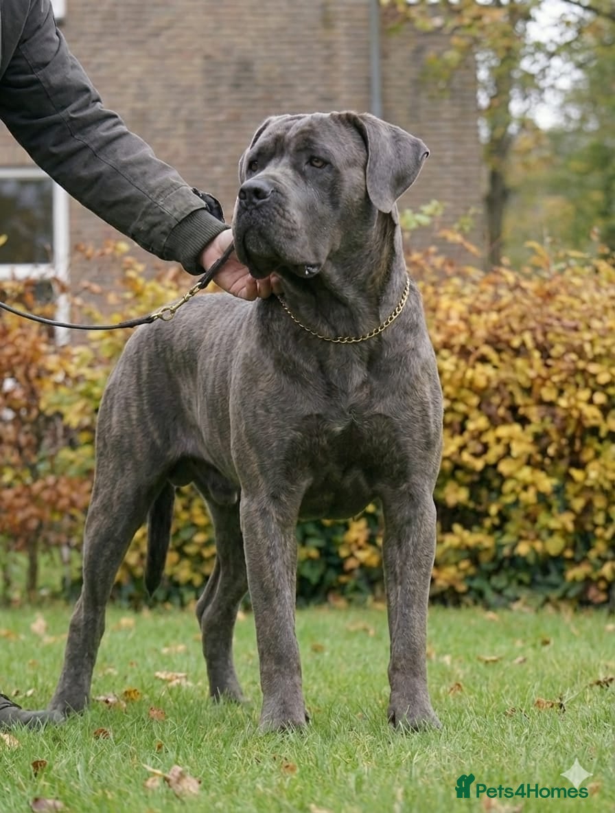 Cane Corso dogs Blue Cane Corso Male - FCI Registered, - Advert 8