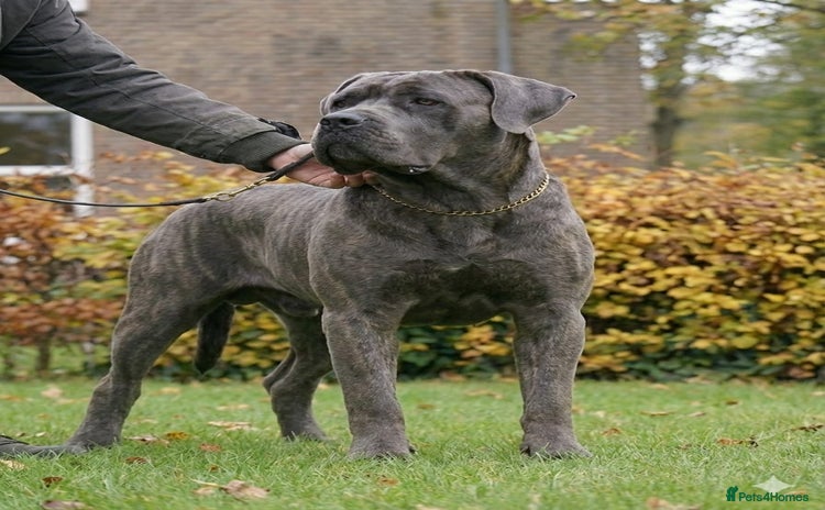 Cane Corso dogs Blue Cane Corso Male - FCI Registered, - Advert 1
