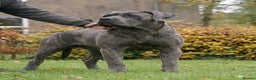 Cane Corso dogs for sale: Blue Cane Corso Male - FCI Registered, - Advert 1