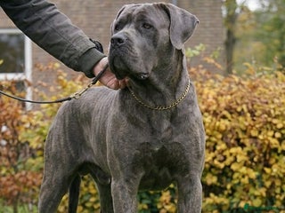 Cane Corso dogs Blue Cane Corso Male - FCI Registered, - Advert 4