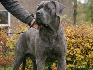 Cane Corso dogs Blue Cane Corso Male - FCI Registered, - Advert 8