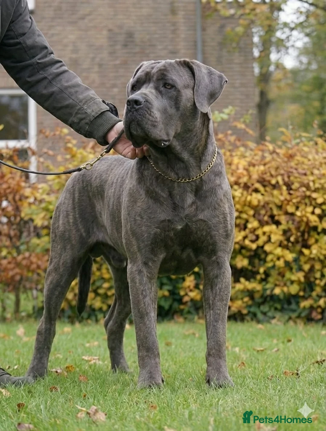 Cane Corso dogs for sale: Blue Cane Corso Male - FCI Registered, - Advert 1