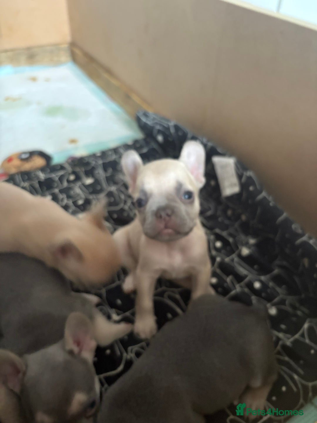 French Bulldog dogs for sale: Last 3 pups available !!Kc French bulldog puppy’s  - Image 7