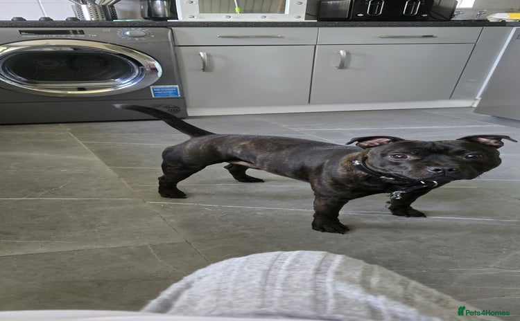 Staffordshire Bull Terrier dogs - Advert 6