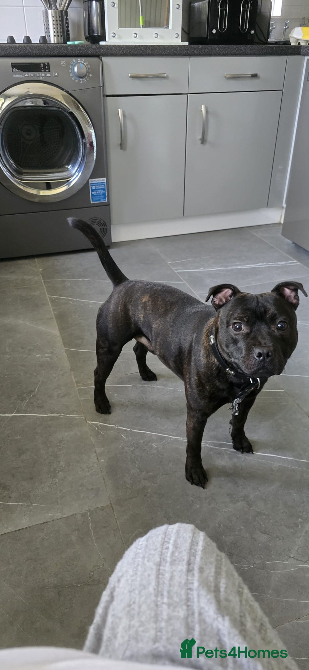 Staffordshire Bull Terrier dogs for sale: STAFFY BOY 11months old CHAMPION BLOODLINE  - Image 1