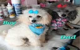 Toy Poodle dogs for sale: *REDUCED*1 WHITE BOY, 1 BLACK GIRL TOY POODLES in Colwyn Bay - Image 17