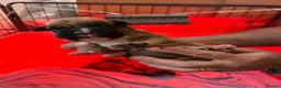Boxer dogs for sale: Stunning boxer puppies available for forever homes - Advert 4