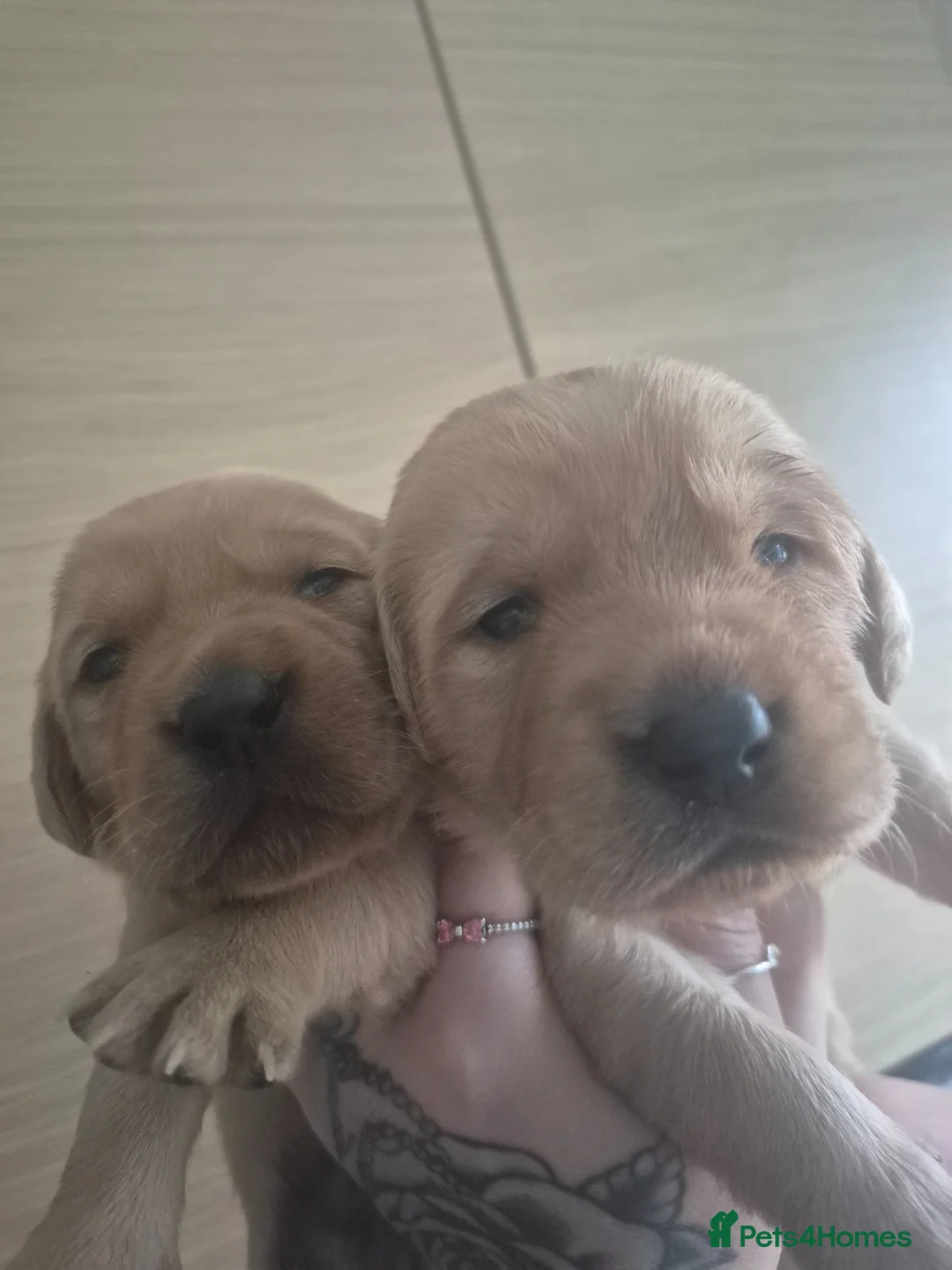 Labrador Retriever dogs for sale: We have one beautiful red boy available ❤️  - Advert 3
