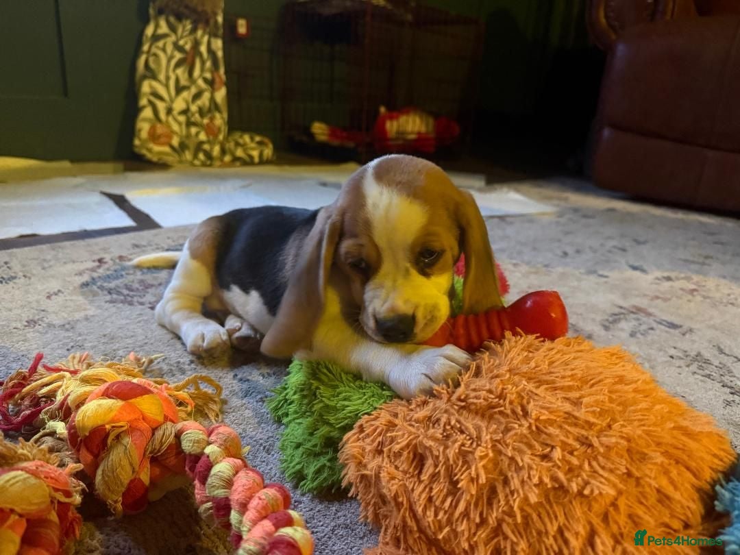 Beagle dogs Champion sired beagles KC reg & DNA health tested - Advert 1