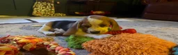 Beagle dogs for sale: Champion sired beagles KC reg & DNA health tested - Advert 8