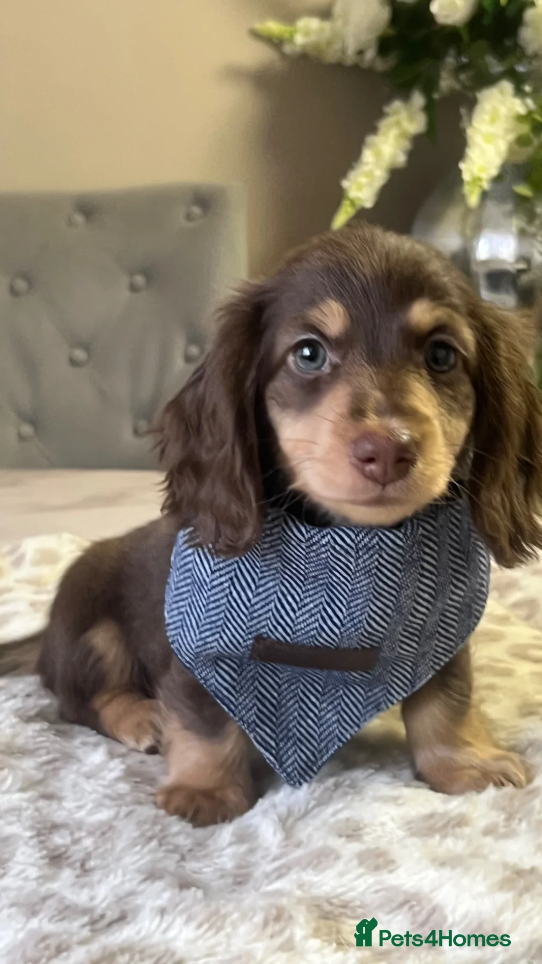 Miniature Dachshund dogs for sale: 🐾 Stunning Chocolate Cream Mini Longhair Boys ✨🐶 - Advert 2