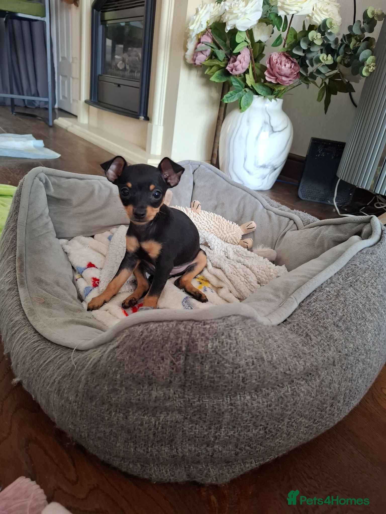 Mixed Breed dogs Russian Toy Terrier x Miniature Pinscher Puppies - Advert 5