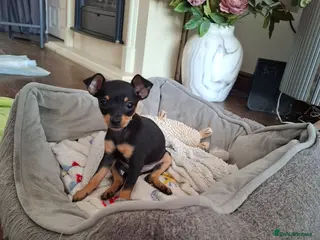 Mixed Breed dogs Russian Toy Terrier x Miniature Pinscher Puppies - Advert 5