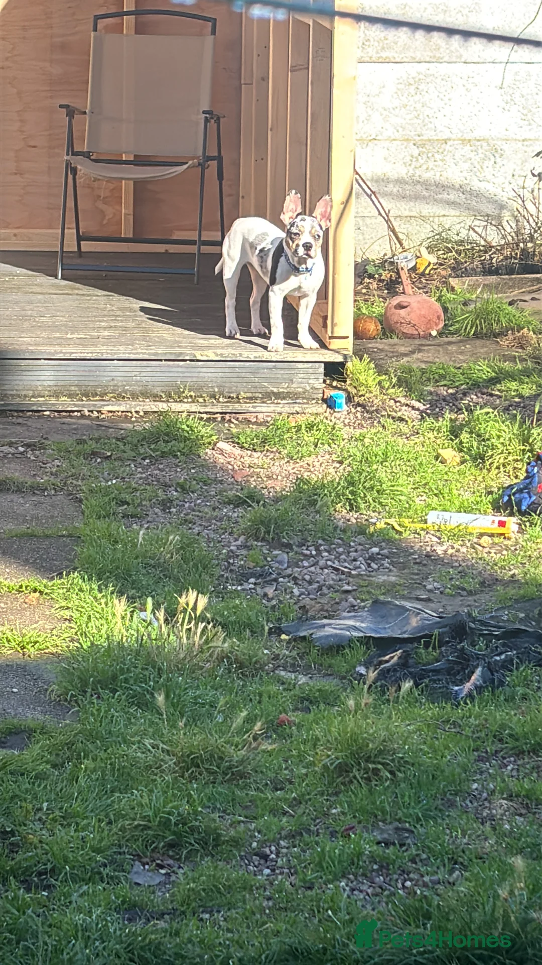 Mixed Breed dogs for sale: French bulldog cross jackchi - Advert 2