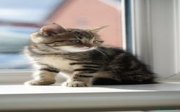 Mixed Breed cats for sale: Three Mixed kittens ( british short hair mother ) - Image 7