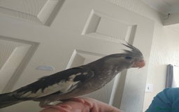 Cockatiels birds for sale: Cockatiel chicks hand tame  - Image 8